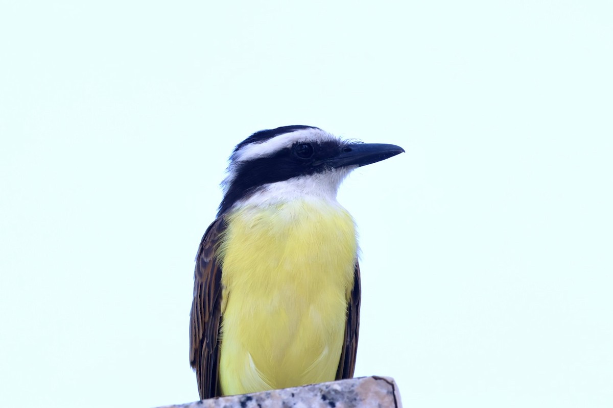 Tyran quiquivi - ML650127071