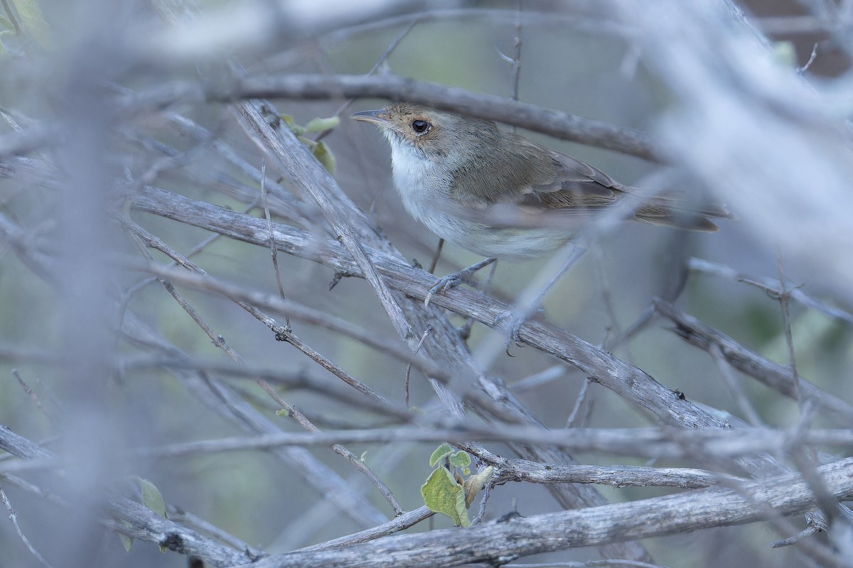 Fulvous-crowned Scrub-Tyrant - ML650127691