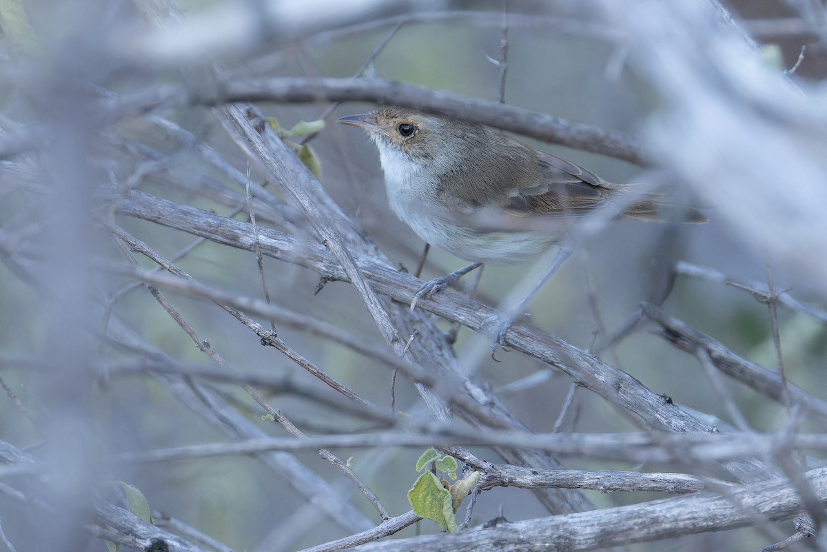 Fulvous-crowned Scrub-Tyrant - ML650127692