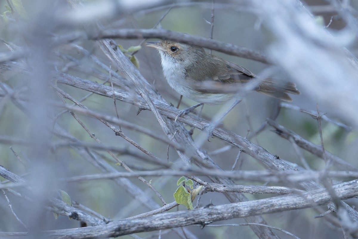 Fulvous-crowned Scrub-Tyrant - ML650127693