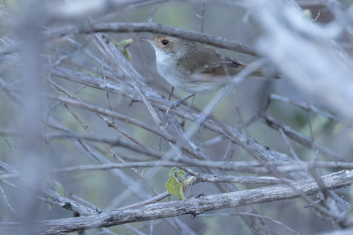 Fulvous-crowned Scrub-Tyrant - ML650127694