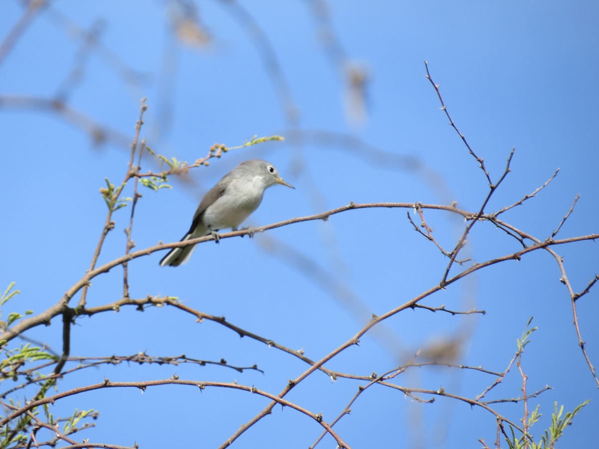 Blue-gray Gnatcatcher - ML650127793