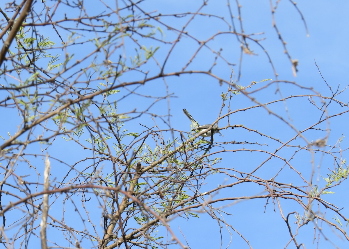 Blue-gray Gnatcatcher - ML650127794