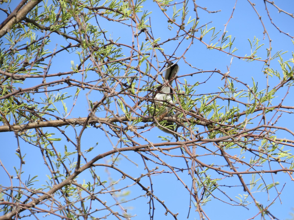 Blue-gray Gnatcatcher - ML650127795