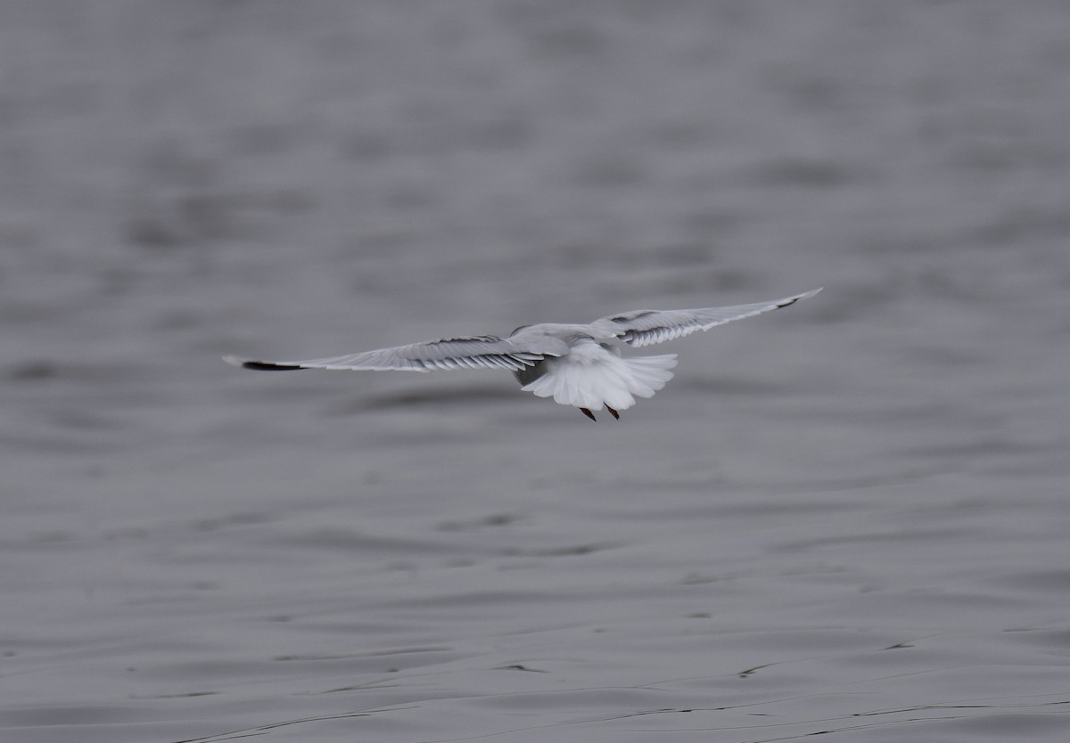 Little Gull - ML650128386