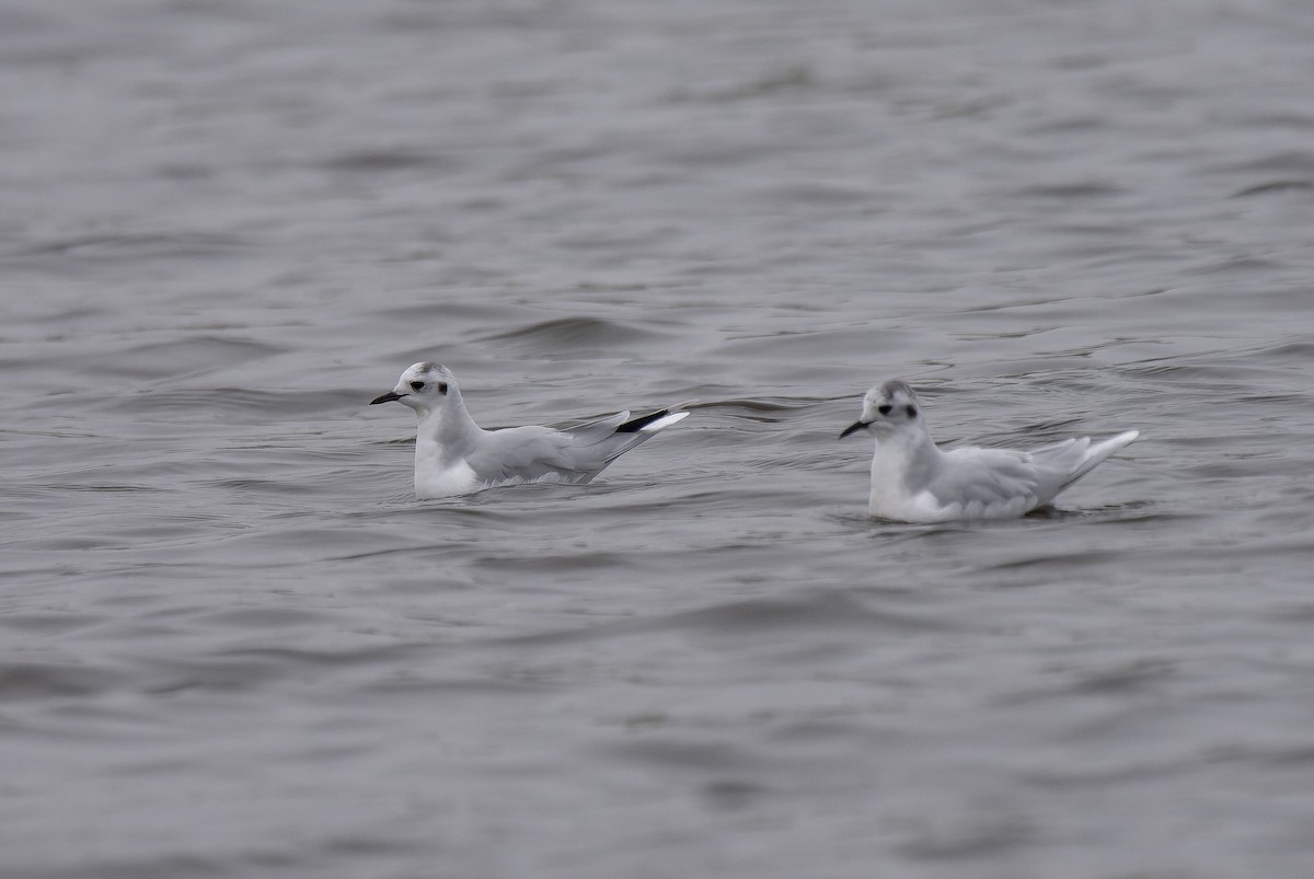 Little Gull - ML650128388