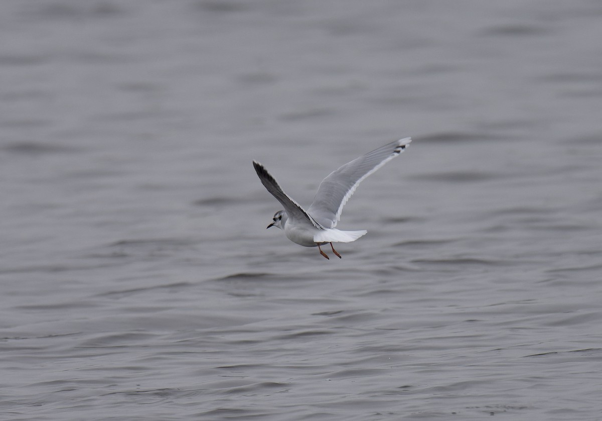 Little Gull - ML650128389