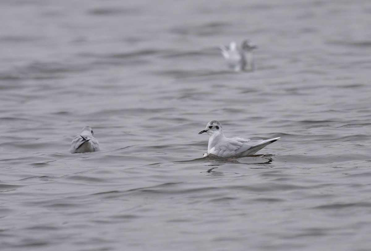 Little Gull - ML650128393