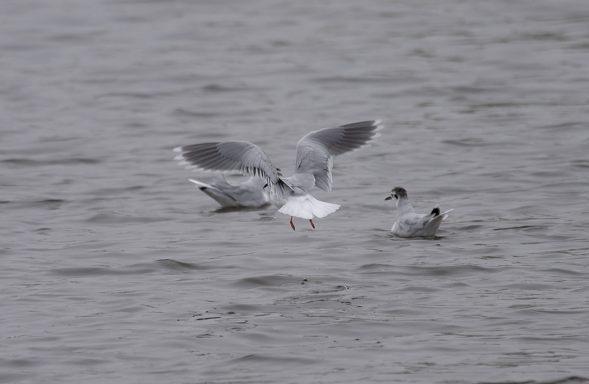 Little Gull - ML650128394