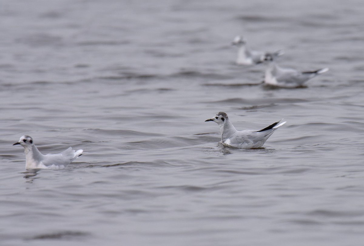 Little Gull - ML650128396