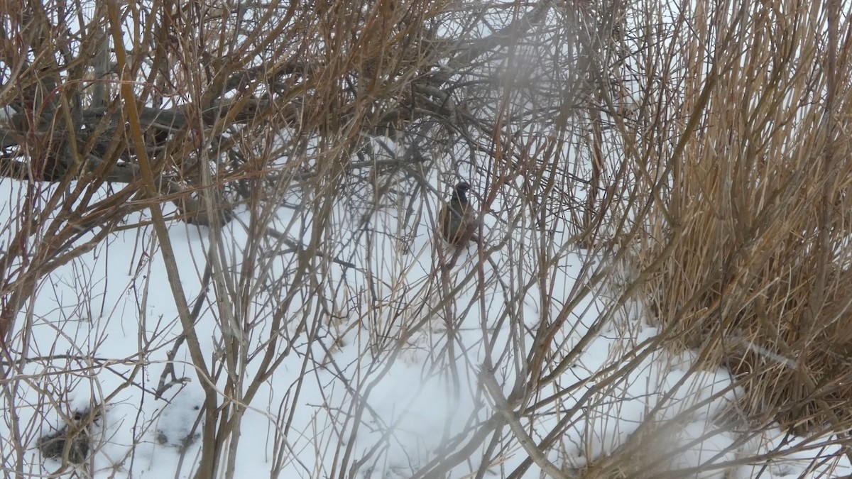 Buntfasan - ML650128799