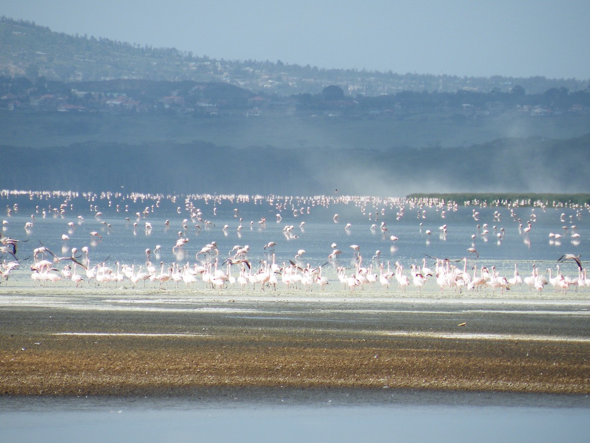 plameňák malý - ML650129002