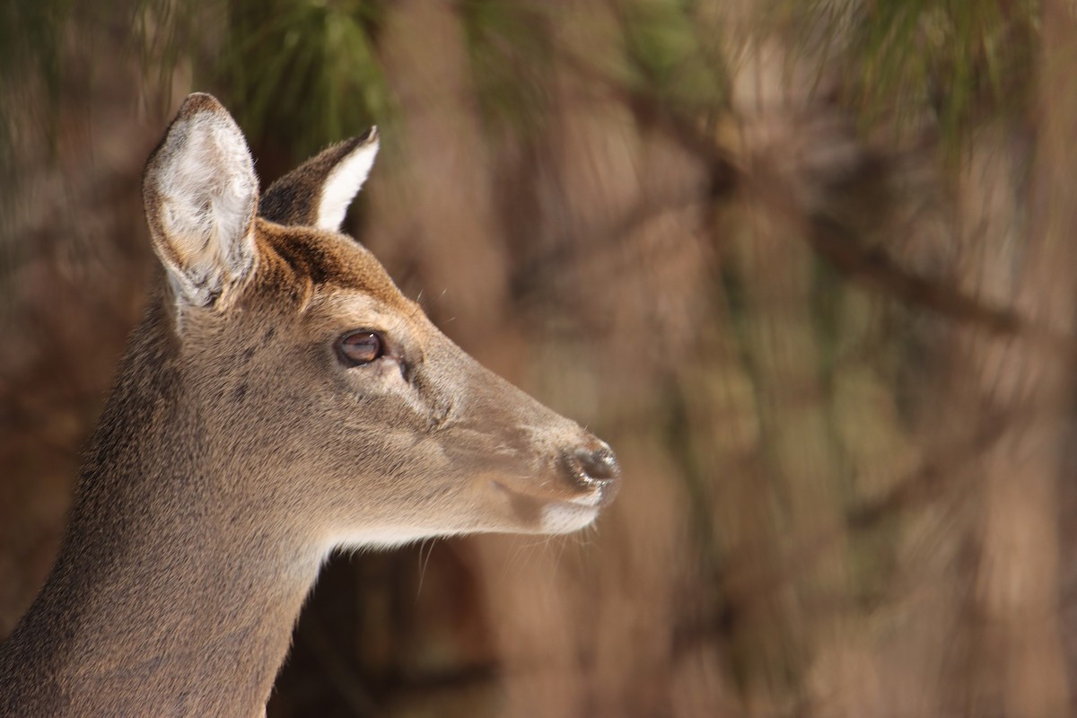 White-tailed Deer - ML650129446