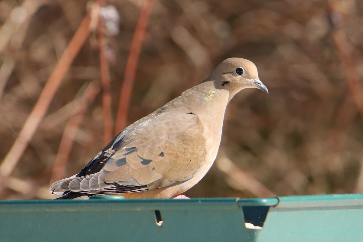 Mourning Dove - ML650129472
