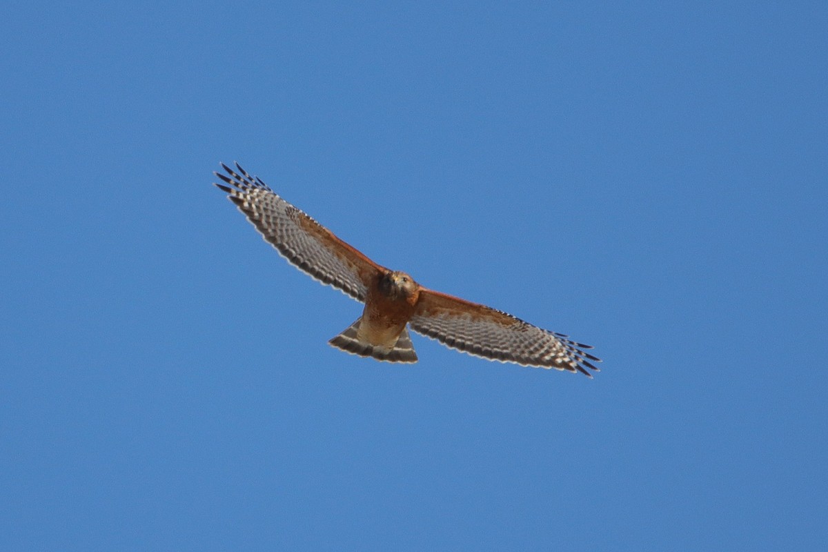 Red-shouldered Hawk - ML650129473