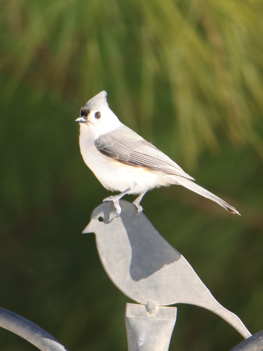 Tufted Titmouse - ML650129510