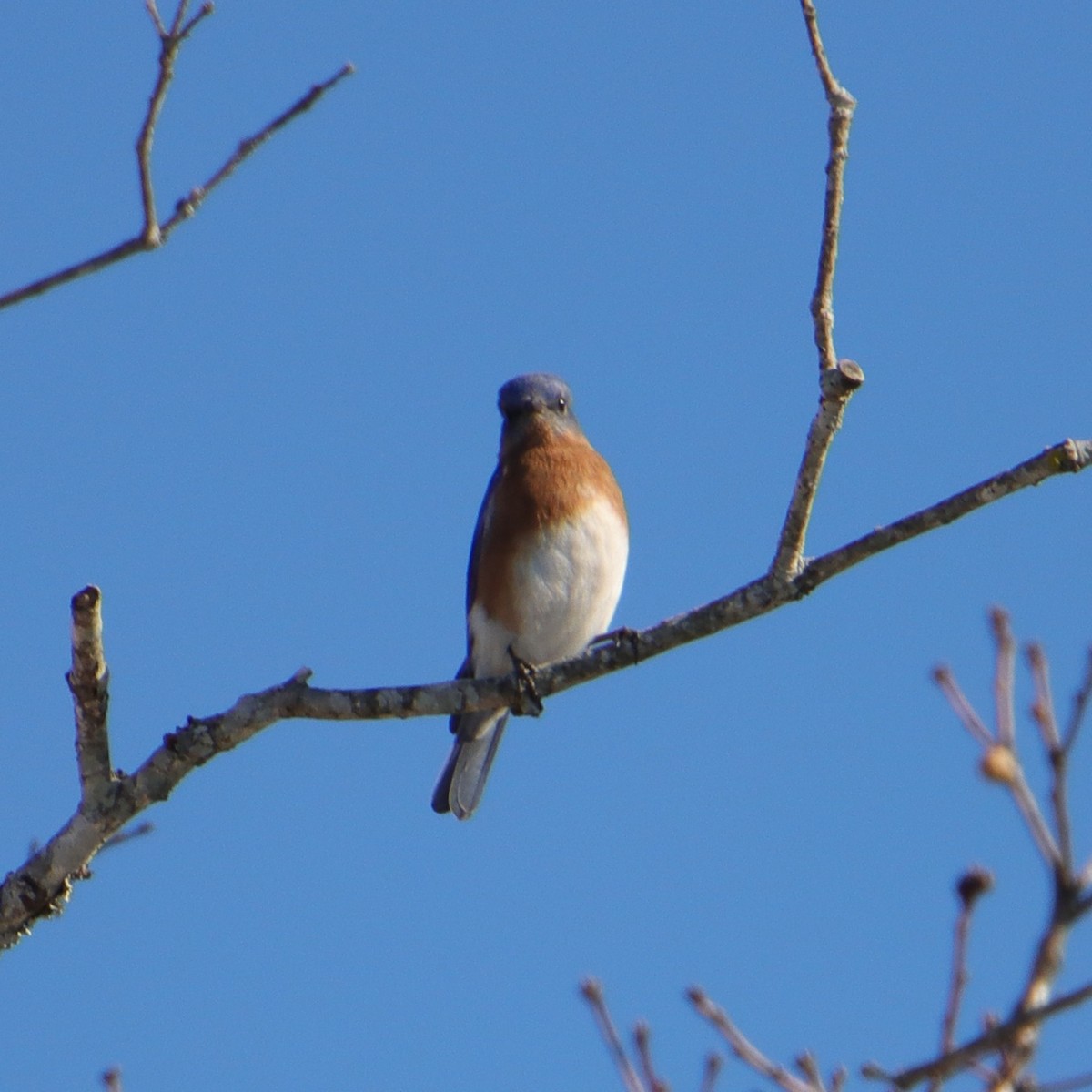 Eastern Bluebird - ML650129527