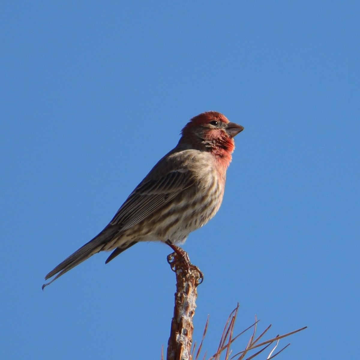 House Finch - ML650129551