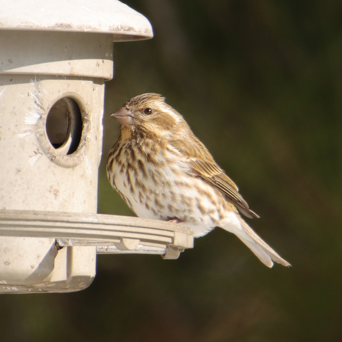 Purple Finch - ML650129572