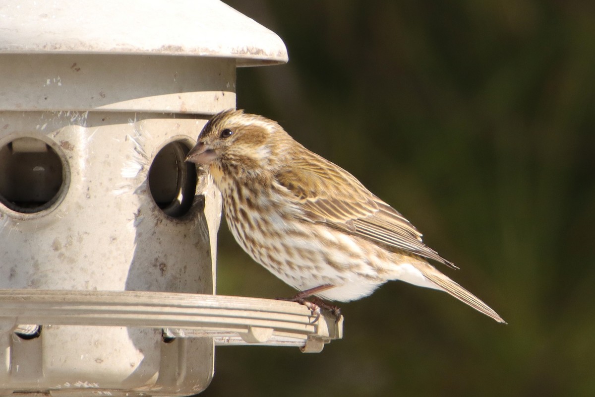 Purple Finch - ML650129573