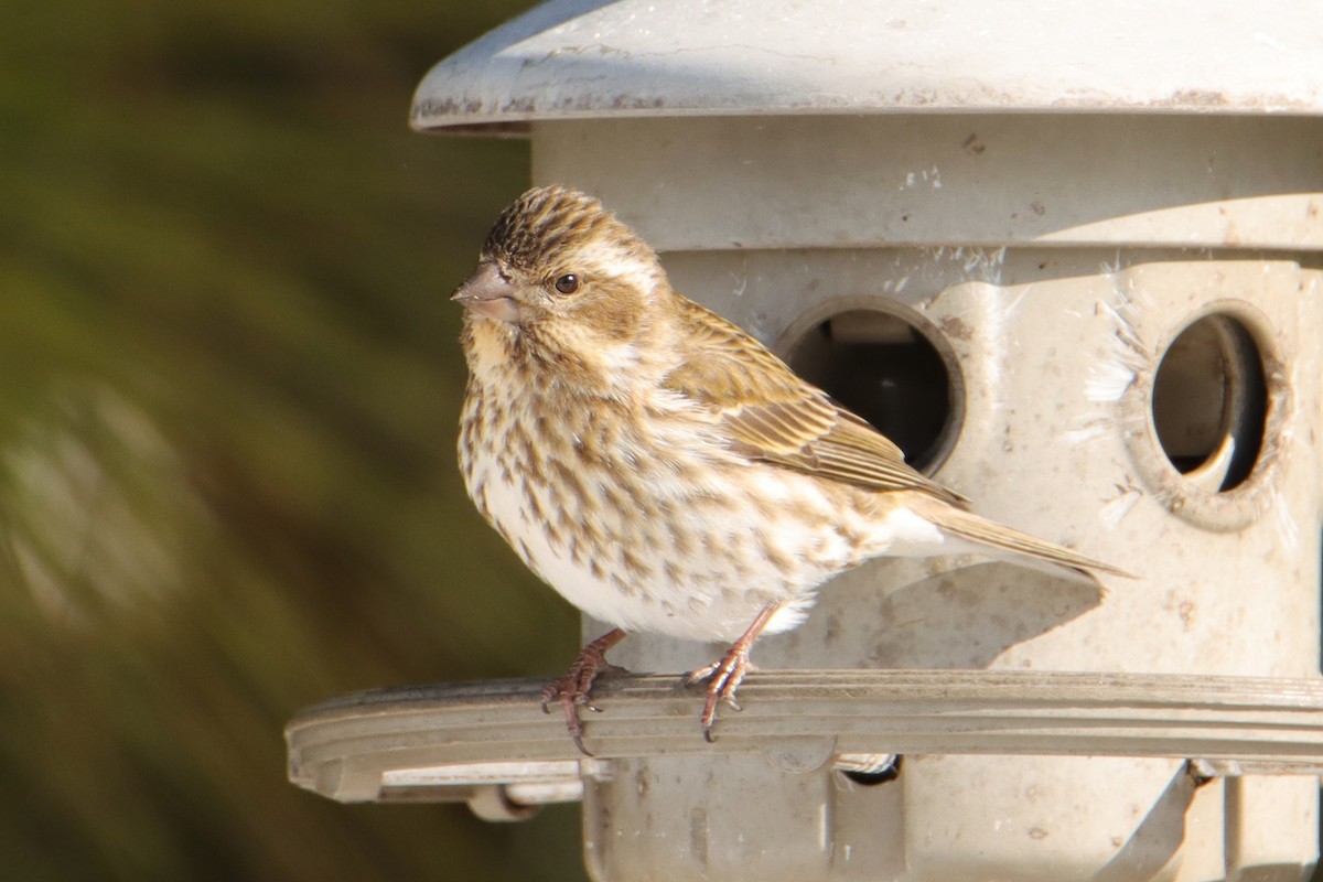 Purple Finch - ML650129574