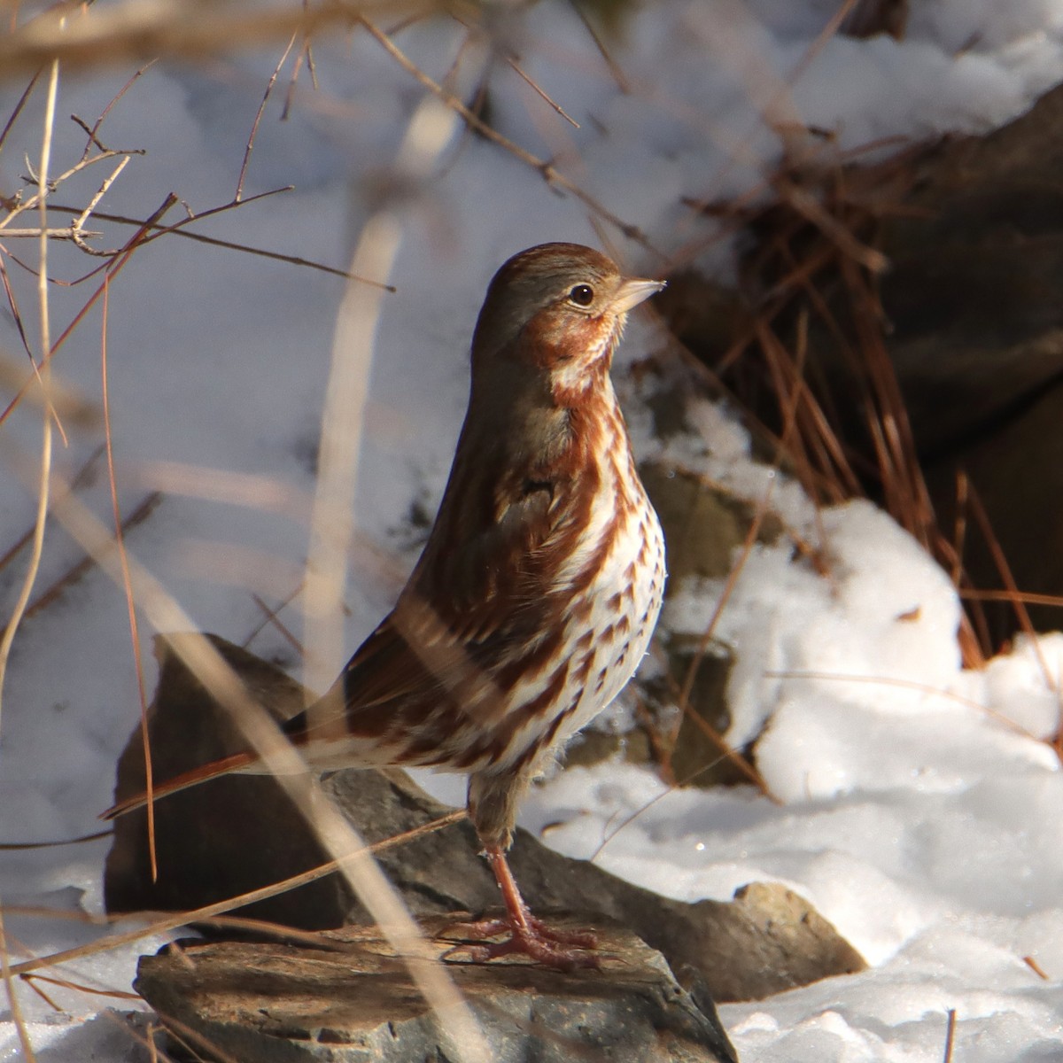 Fox Sparrow - ML650129591