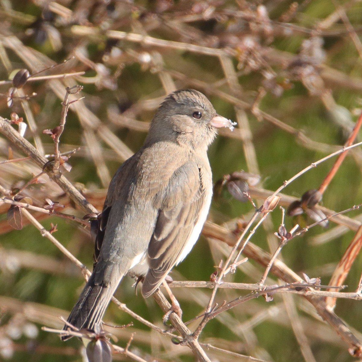 Dark-eyed Junco - ML650129635