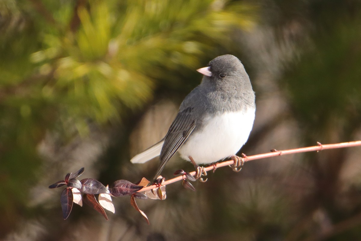 Dark-eyed Junco - ML650129637
