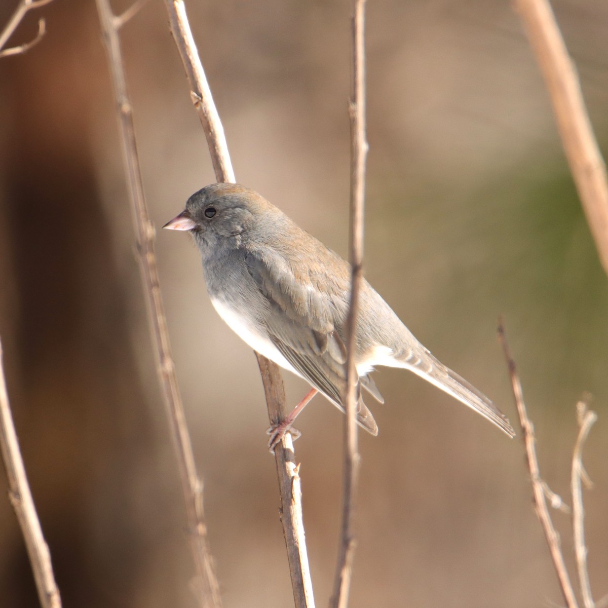 Dark-eyed Junco - ML650129638