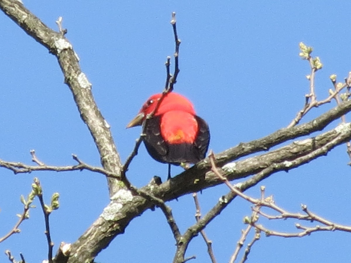 Scarlet Tanager - ML650129939