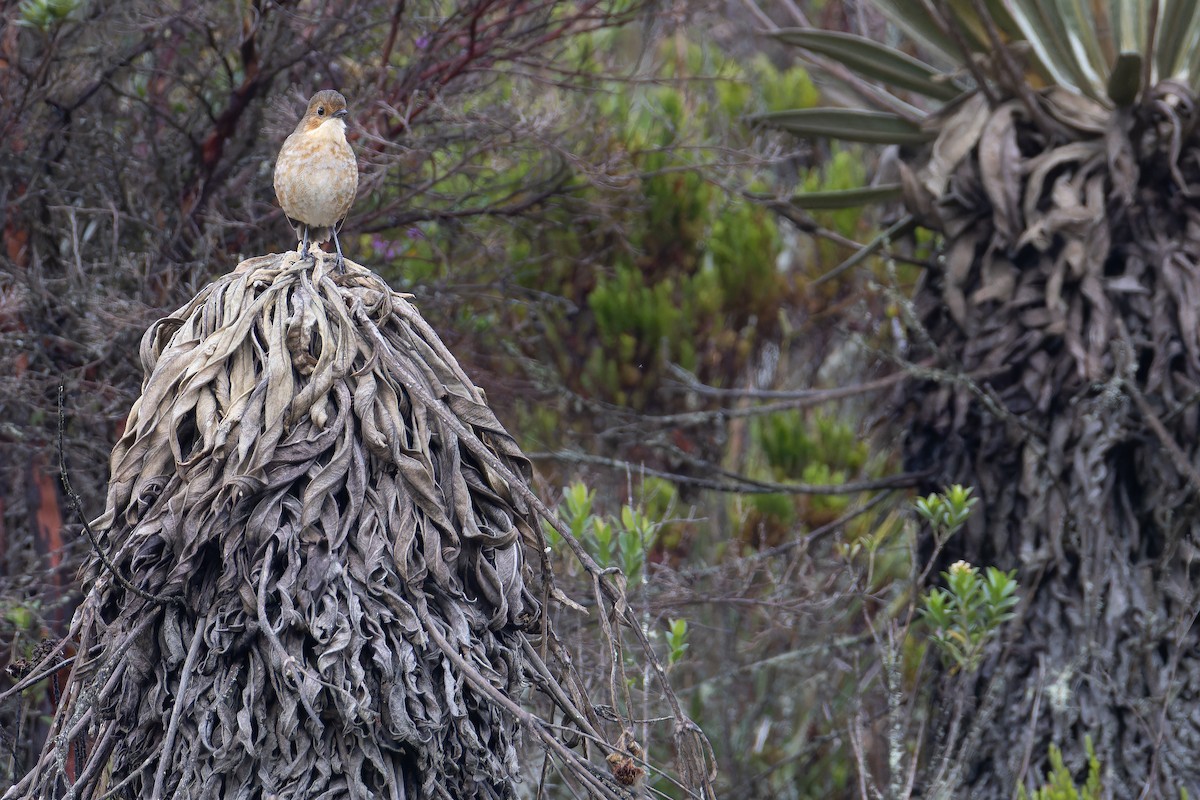 Boyaca Antpitta - ML650130094