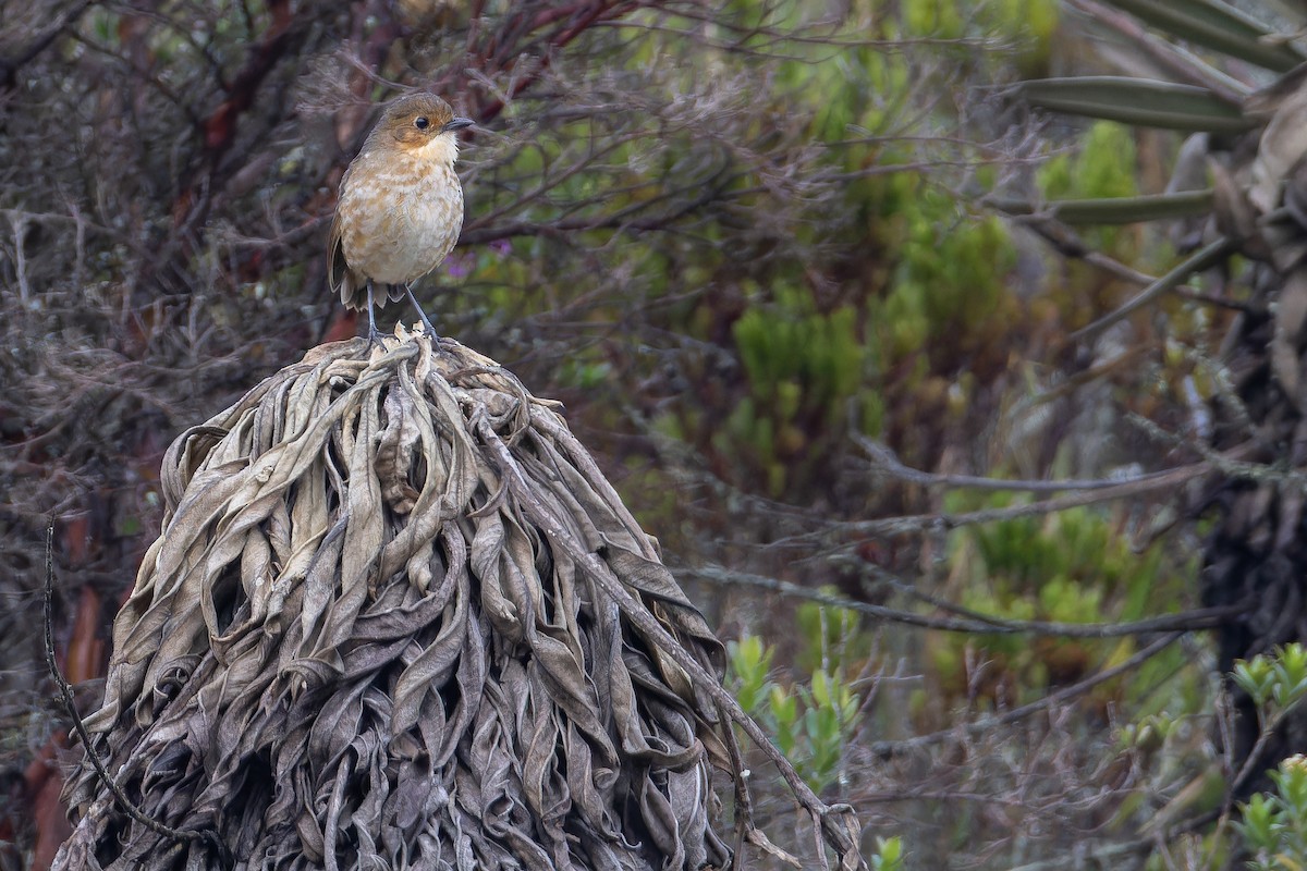 Boyaca Antpitta - ML650130095