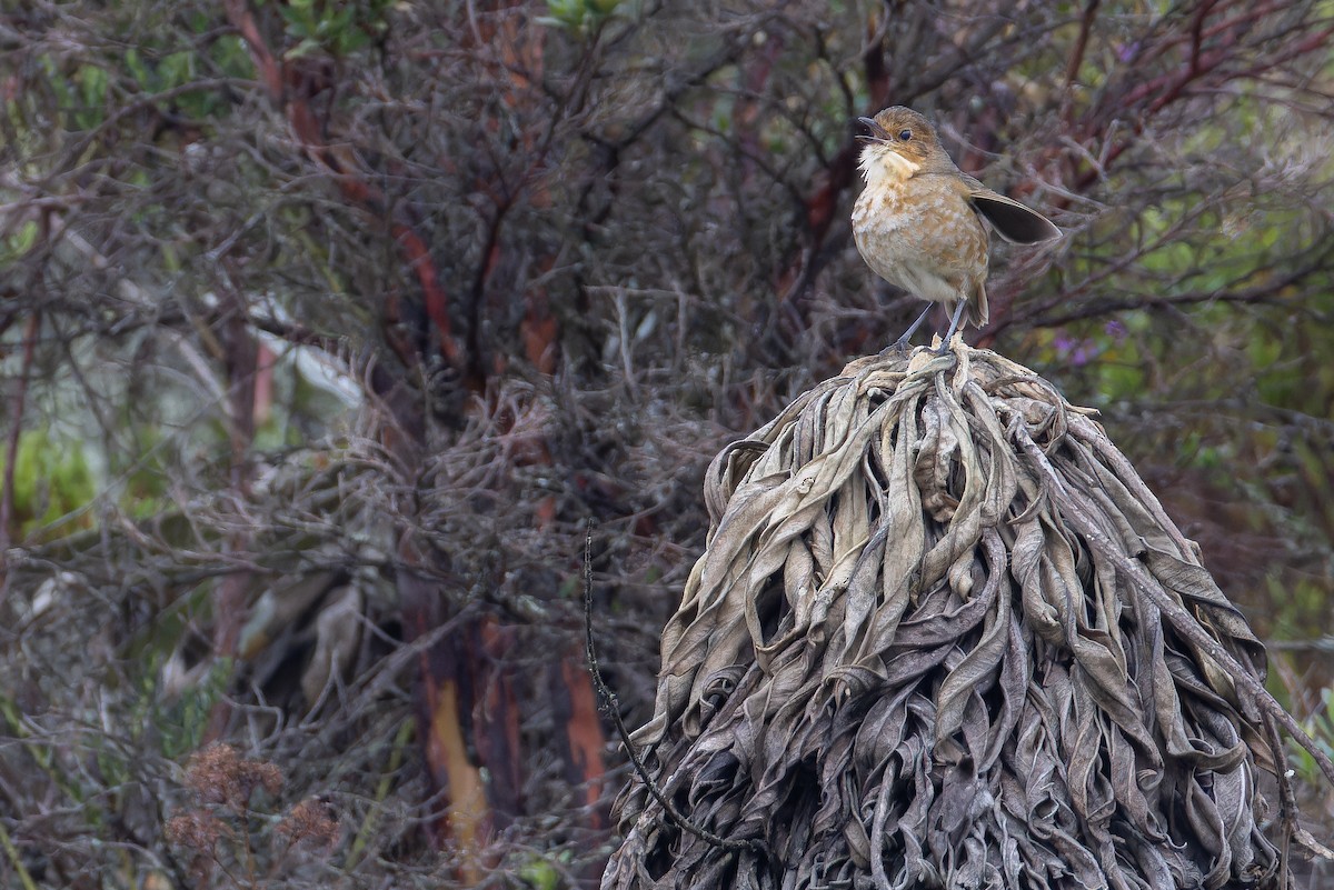 Boyaca Antpitta - ML650130096