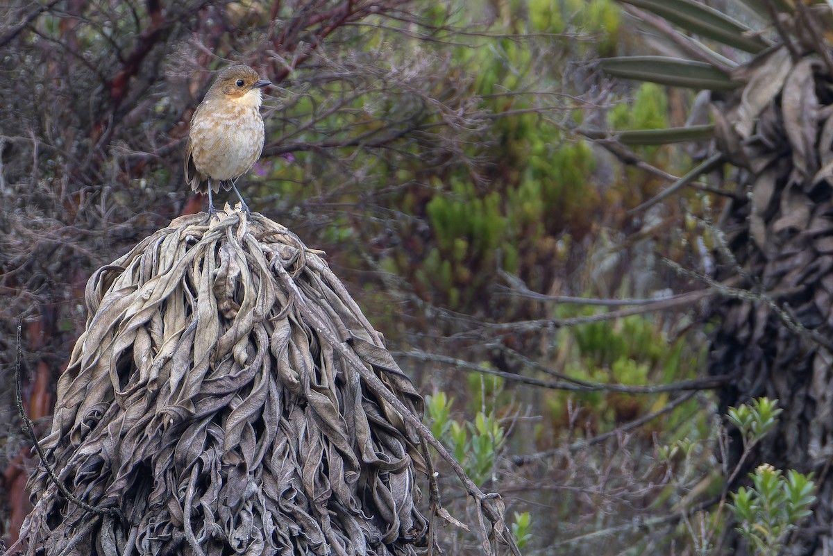 Boyaca Antpitta - ML650130097