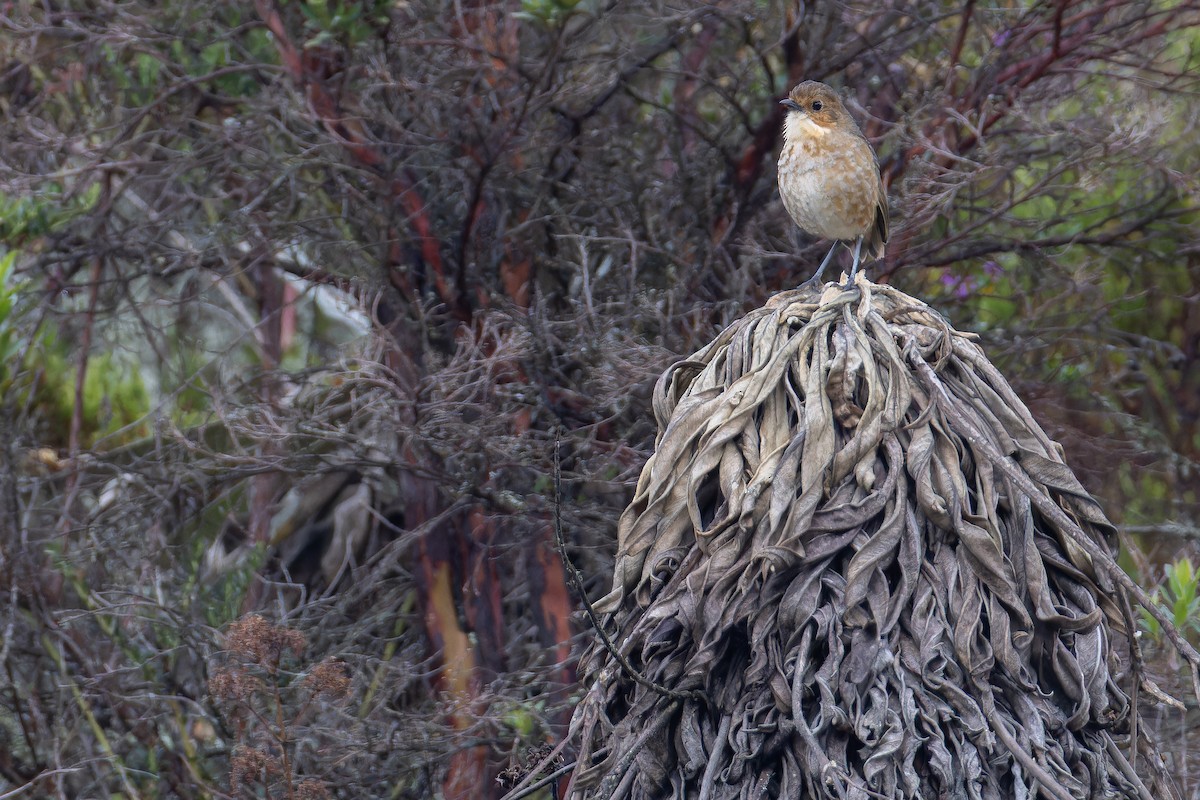Boyaca Antpitta - ML650130098