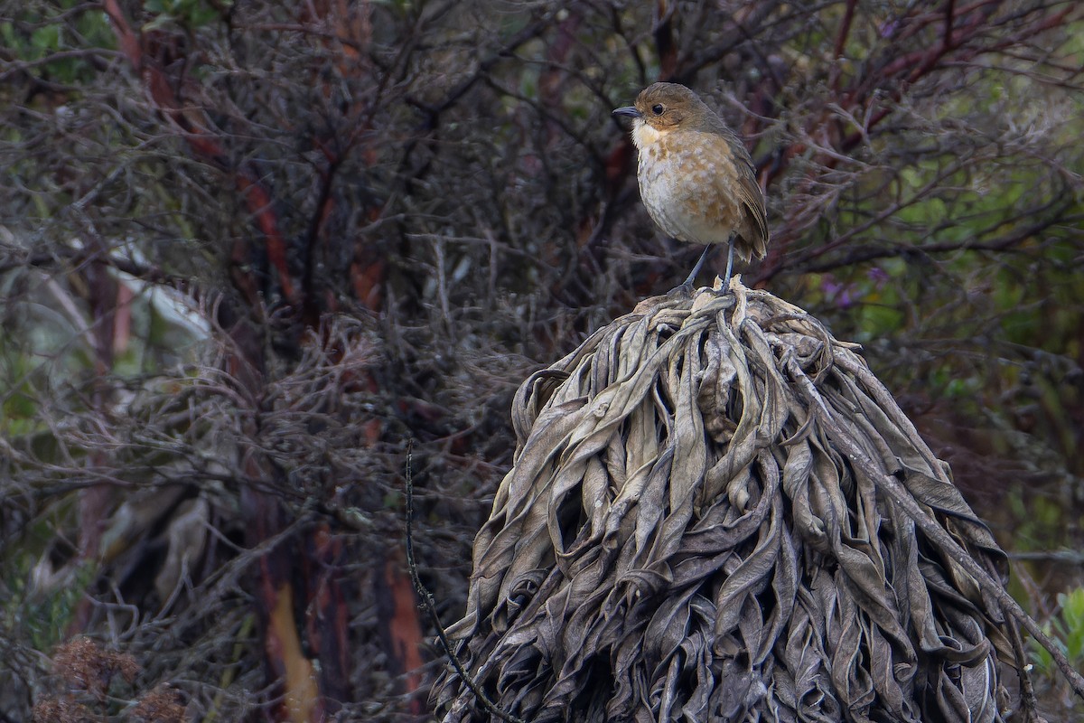 Boyaca Antpitta - ML650130100
