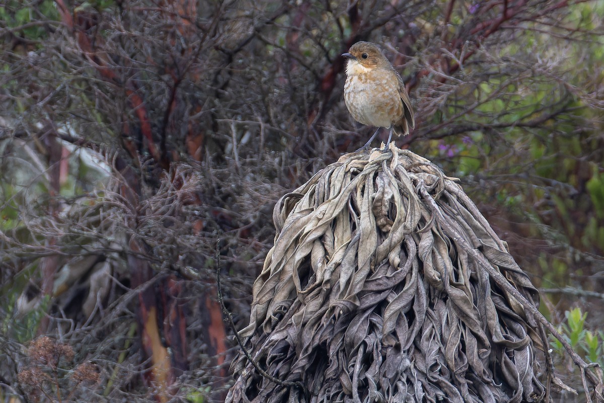 Boyaca Antpitta - ML650130101