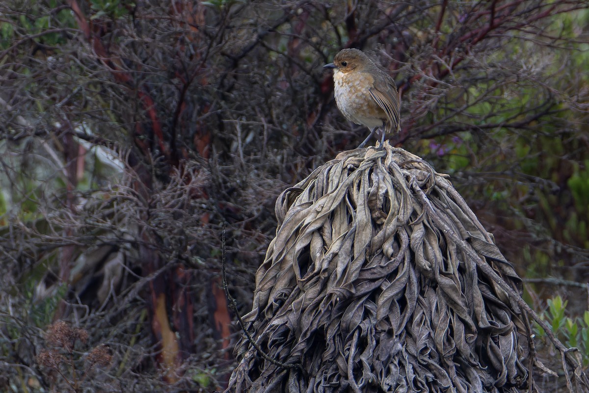 Boyaca Antpitta - ML650130102