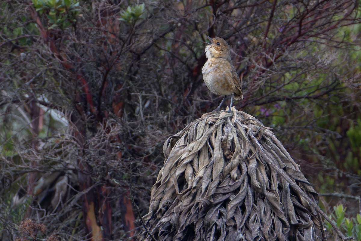 Boyaca Antpitta - ML650130103