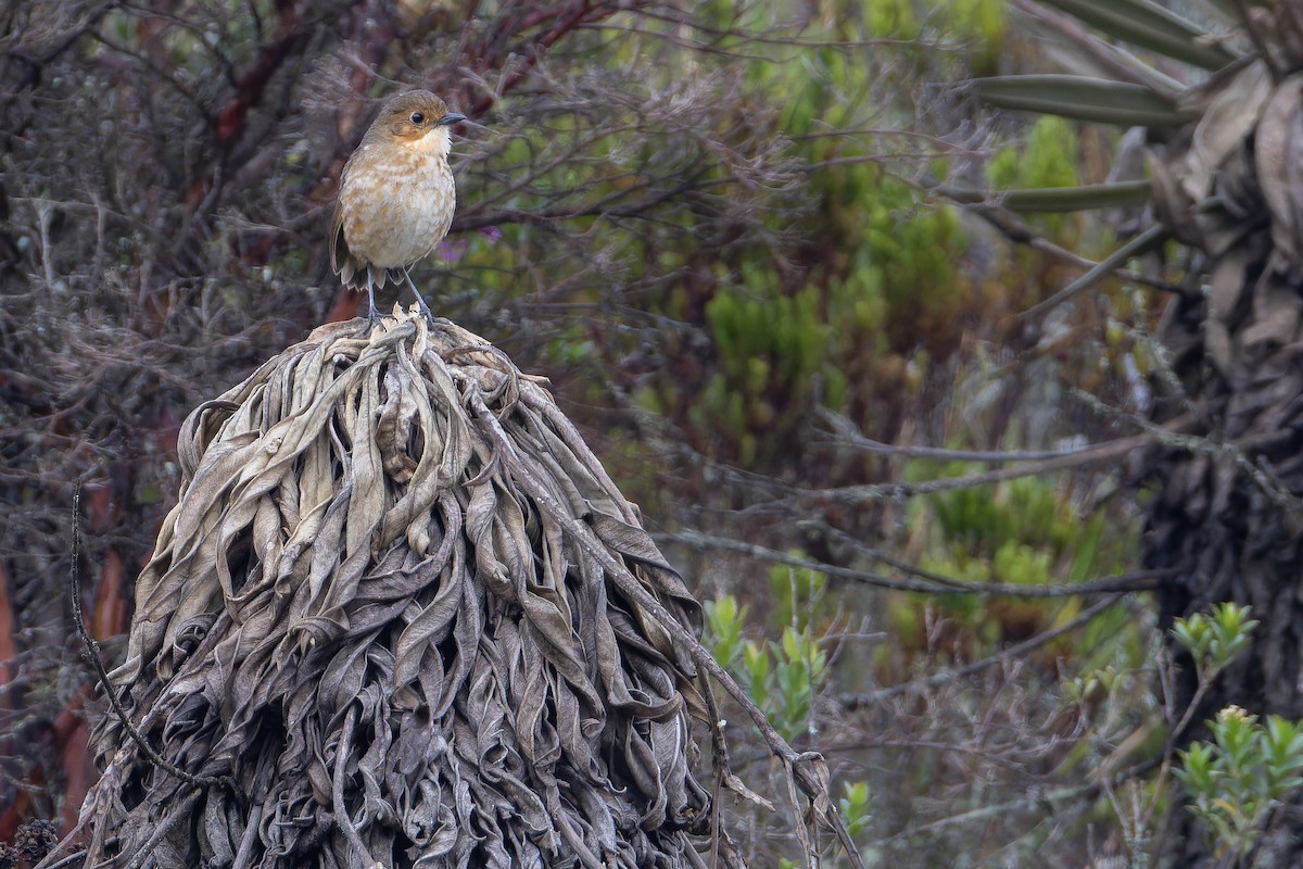 Boyaca Antpitta - ML650130104