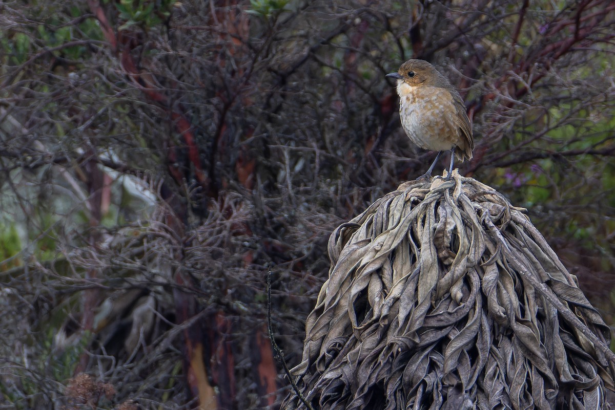 Boyaca Antpitta - ML650130105