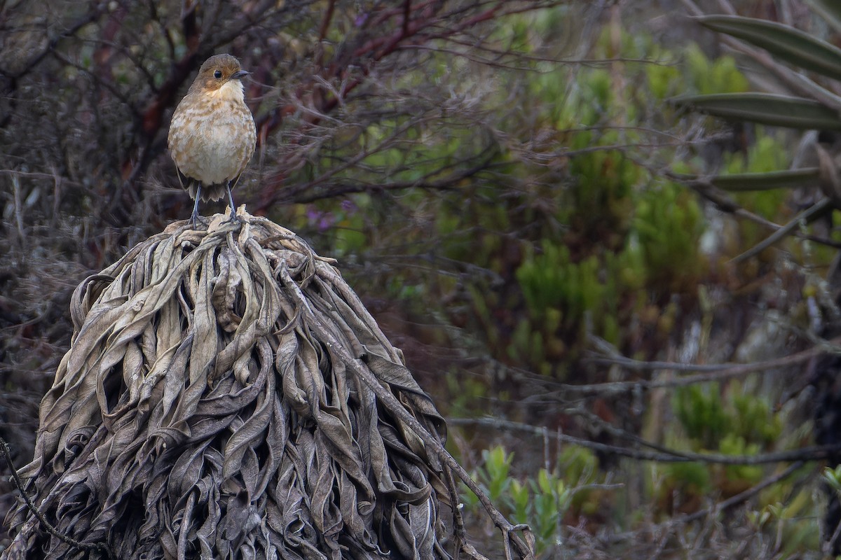 Boyaca Antpitta - ML650130106