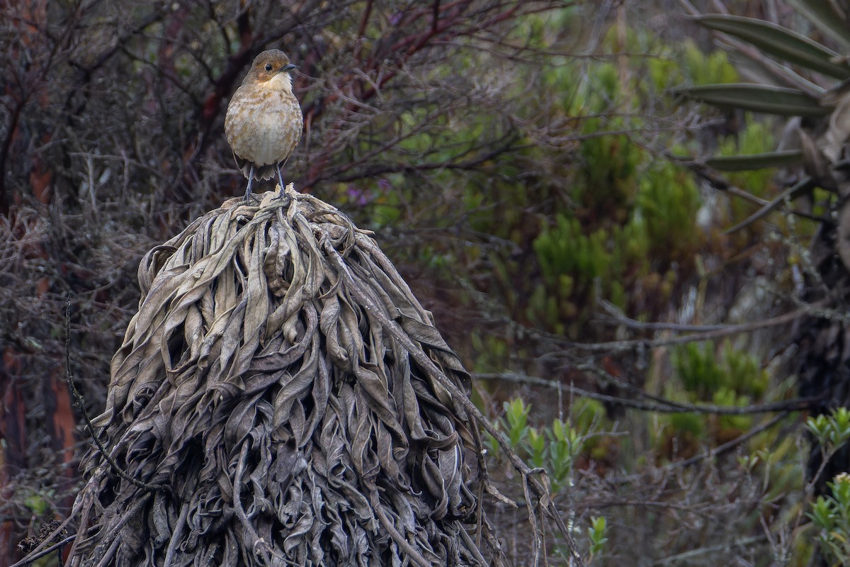 Boyaca Antpitta - ML650130107