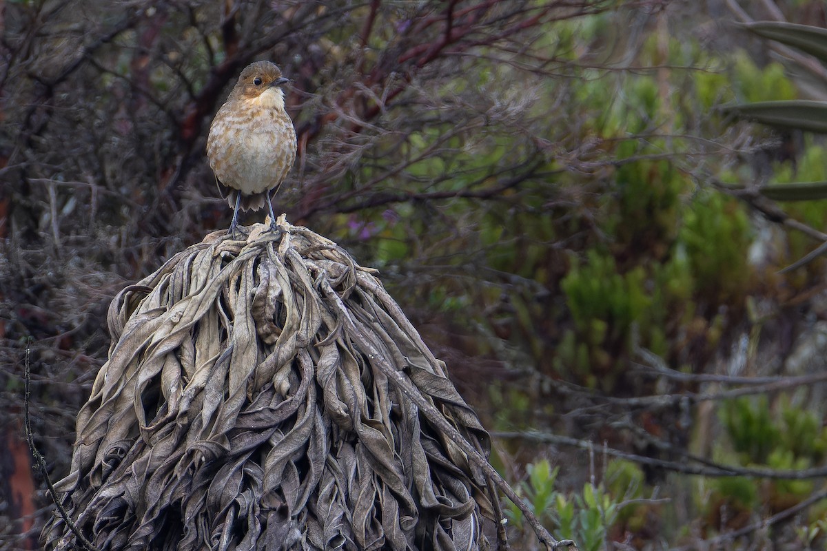 Boyaca Antpitta - ML650130108