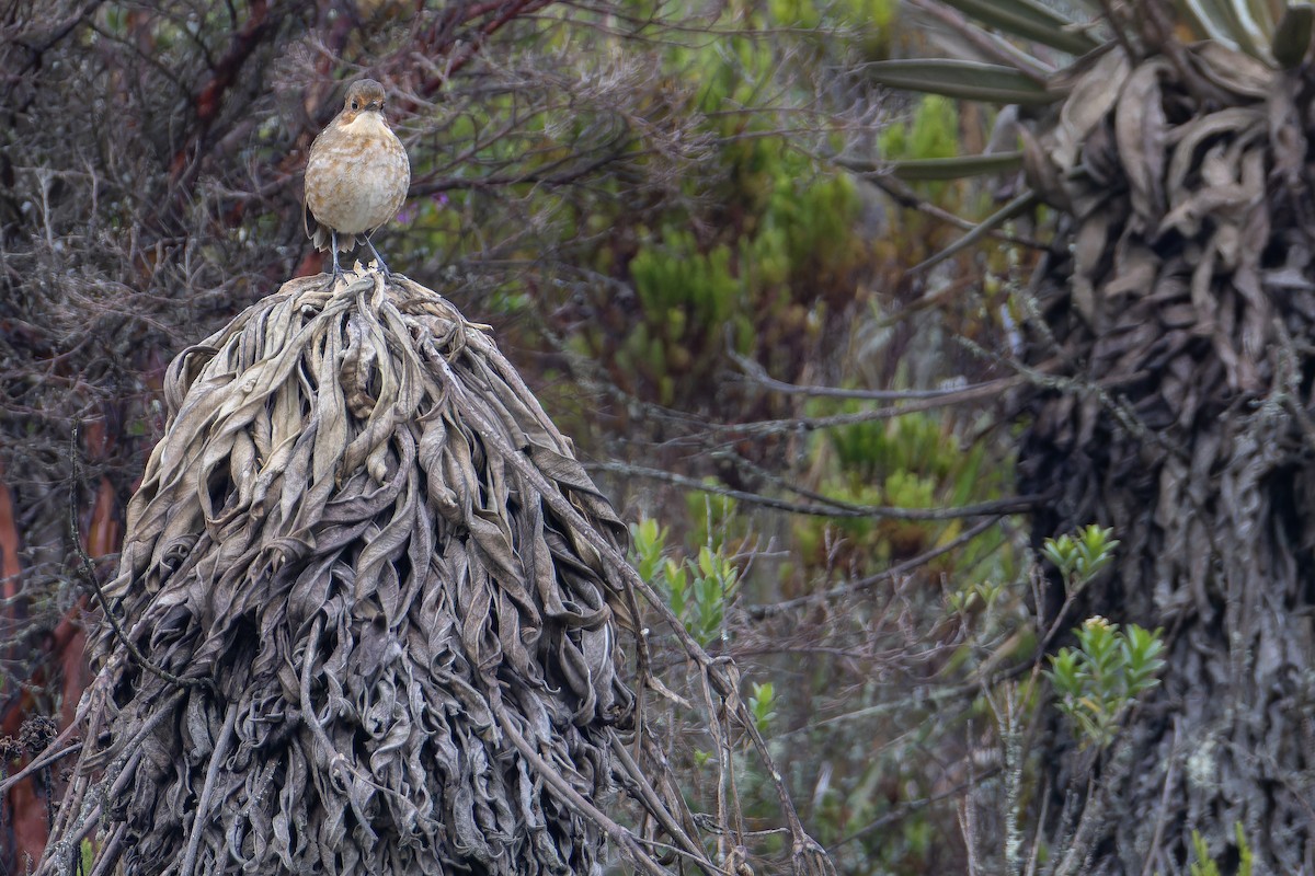 Boyaca Antpitta - ML650130109