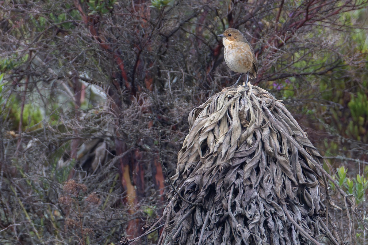 Boyaca Antpitta - ML650130110
