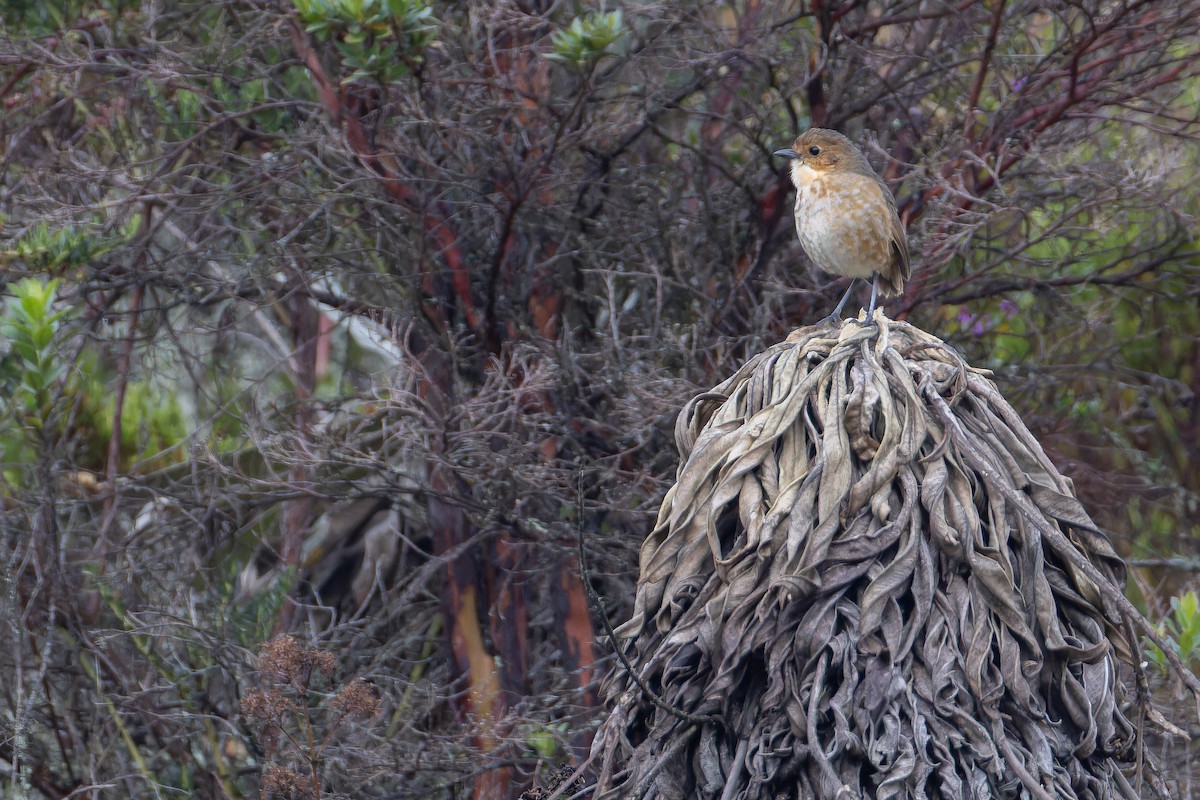 Boyaca Antpitta - ML650130111