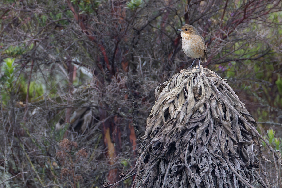 Boyaca Antpitta - ML650130112