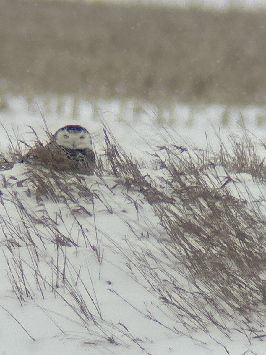 eBird Checklist - 2 Feb 2026 - 43462, Rudolph US-OH (41.2823,-83.7061 ...