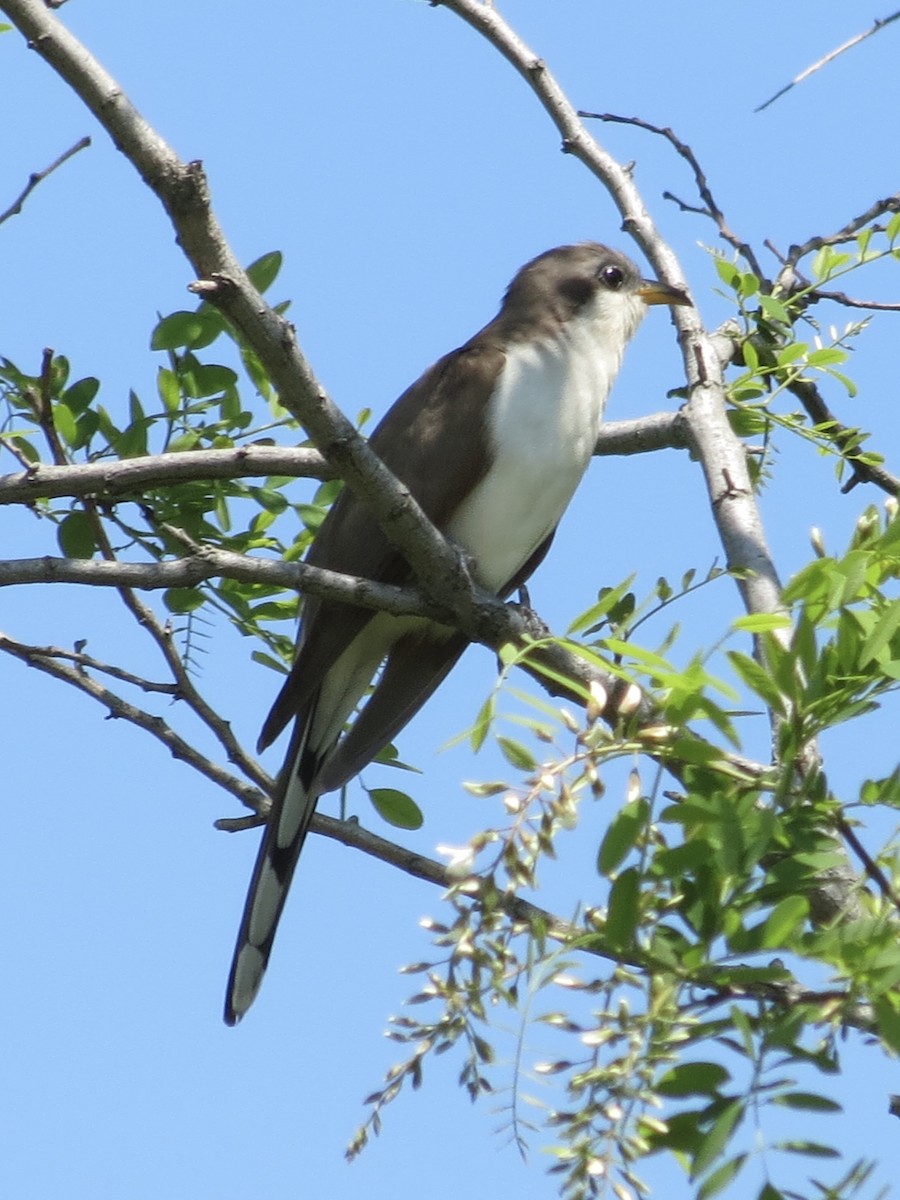 gulnebbgjøk - ML650130616